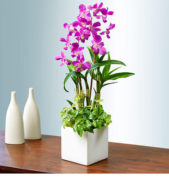 Classic Dendrobium Dish Garden