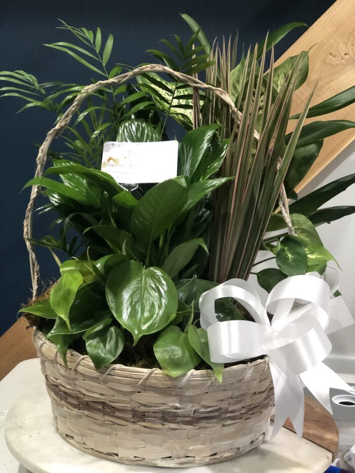 Sympathy Dishgarden