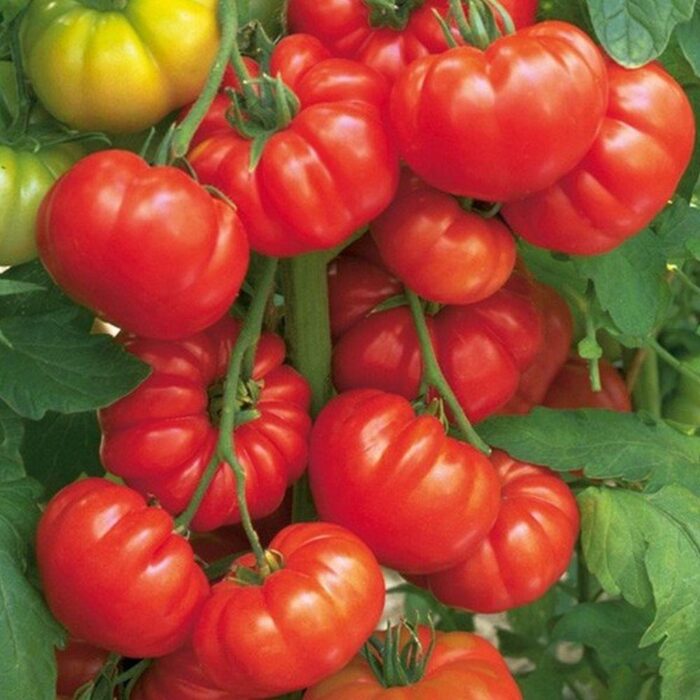 Beefsteak Tomato Plant in Pot With Steel Wire Cage