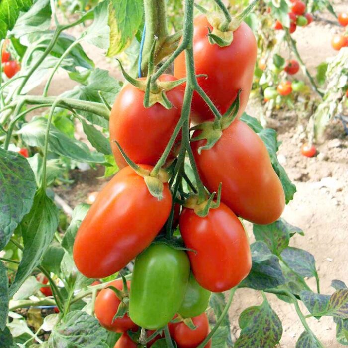 Italian Tomato Plant in Pot With Steel Wire Cage